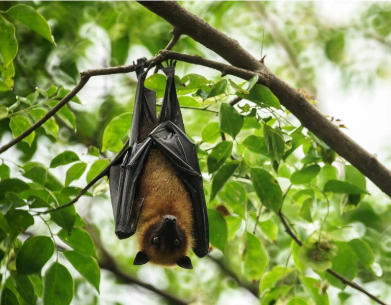 A bat hanging on a branch in New Berlin Wisconsin