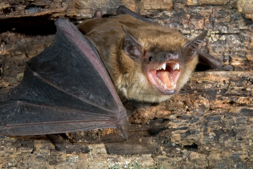 A closeup of a big browm bat in Wisconsin