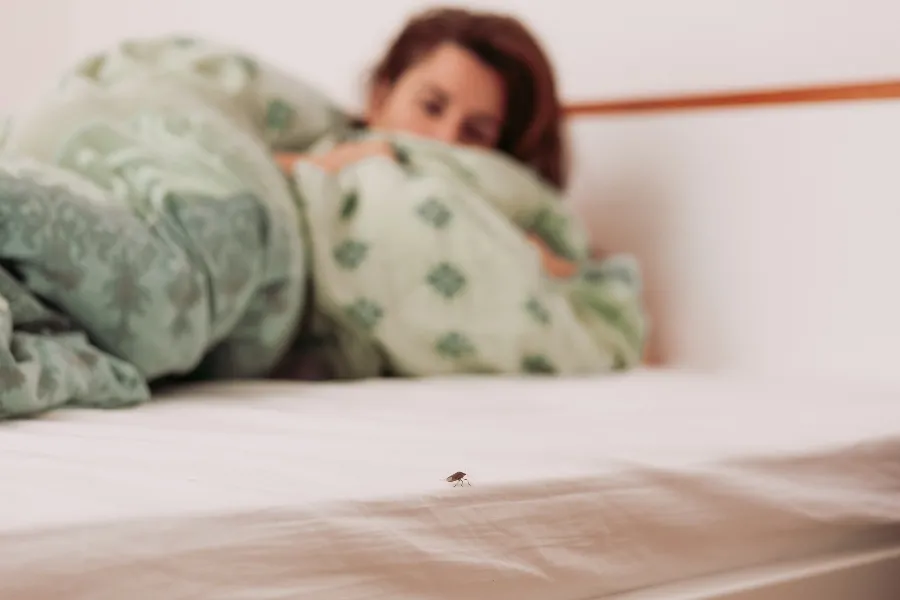 A single bed bug crawling on a white bed sheet with a sleeping woman blurred in the background.