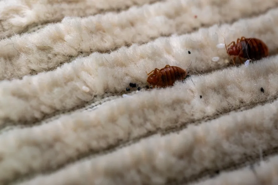 Close-up of adult bed bugs and white eggs hiding deep within the fibers of a carpet.