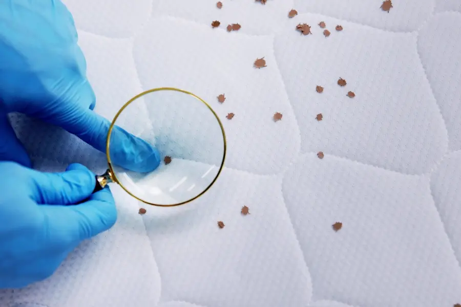 Exterminator in blue gloves using a magnifying glass to examine bed bugs on a white mattress.