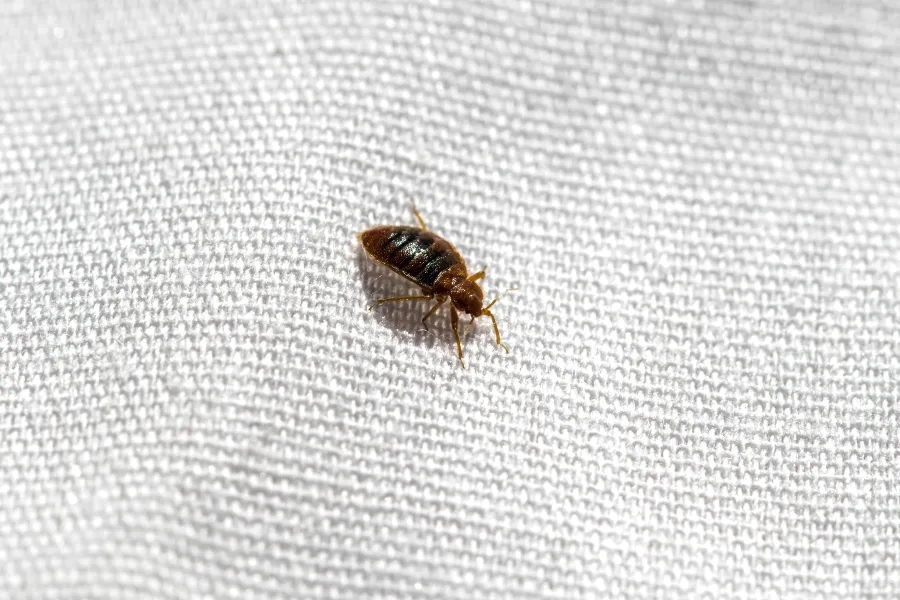 Close-up macro shot of a single brown bed bug crawling across white textured fabric.