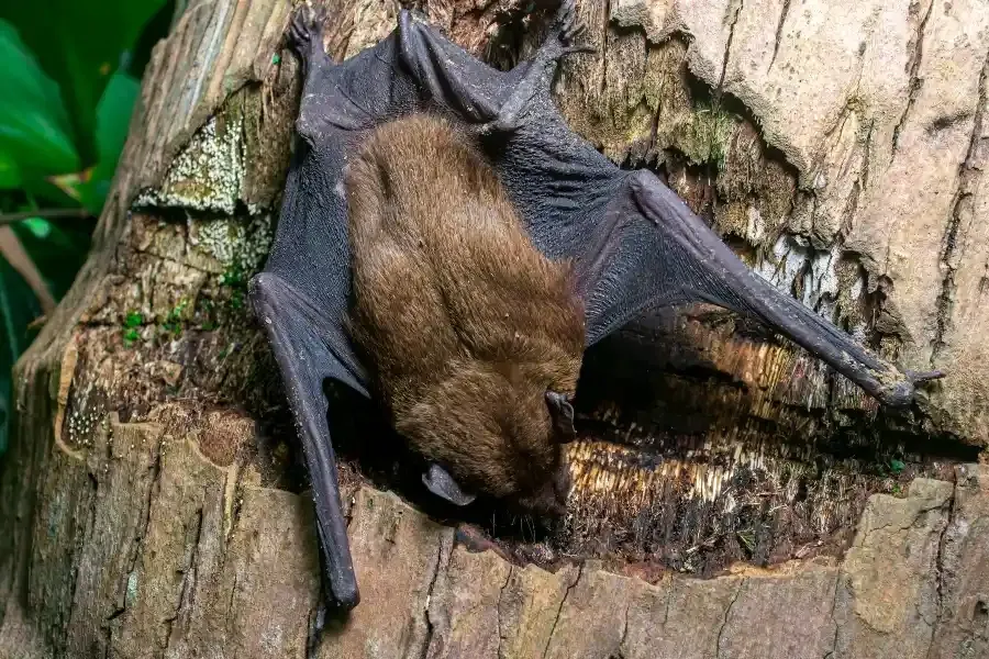 An evening bat sitting on a log in New Berlin, WI