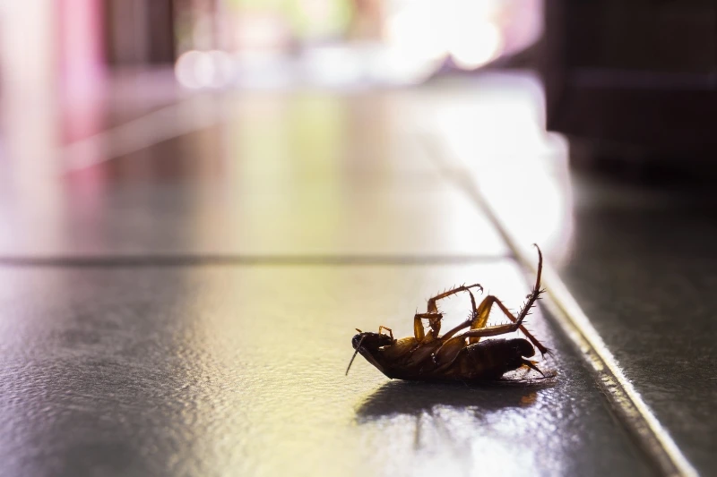 How to Remove Cockroaches From an Entire Building in your area