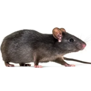 Closeup of a black Roof Rat against a white background.
