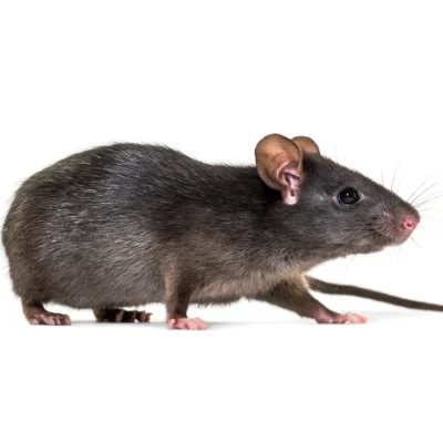 Closeup of a black Roof Rat against a white background.