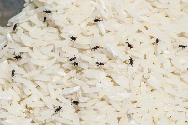 Protecting Commercial Facilities from Stored Product Pests in your area