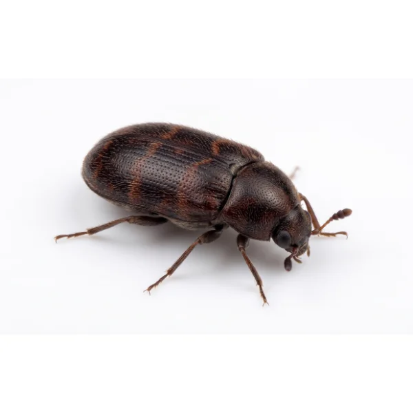 Dark brown Warehouse beetle crawling against a solid white background.