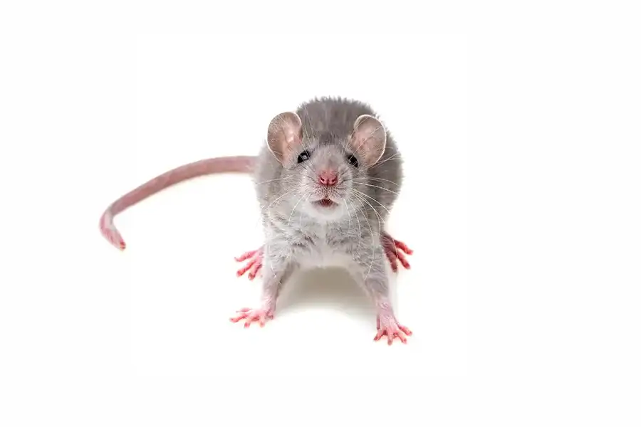 A close-up of a grey rat with a long tail and pink paws facing forward against a white background.